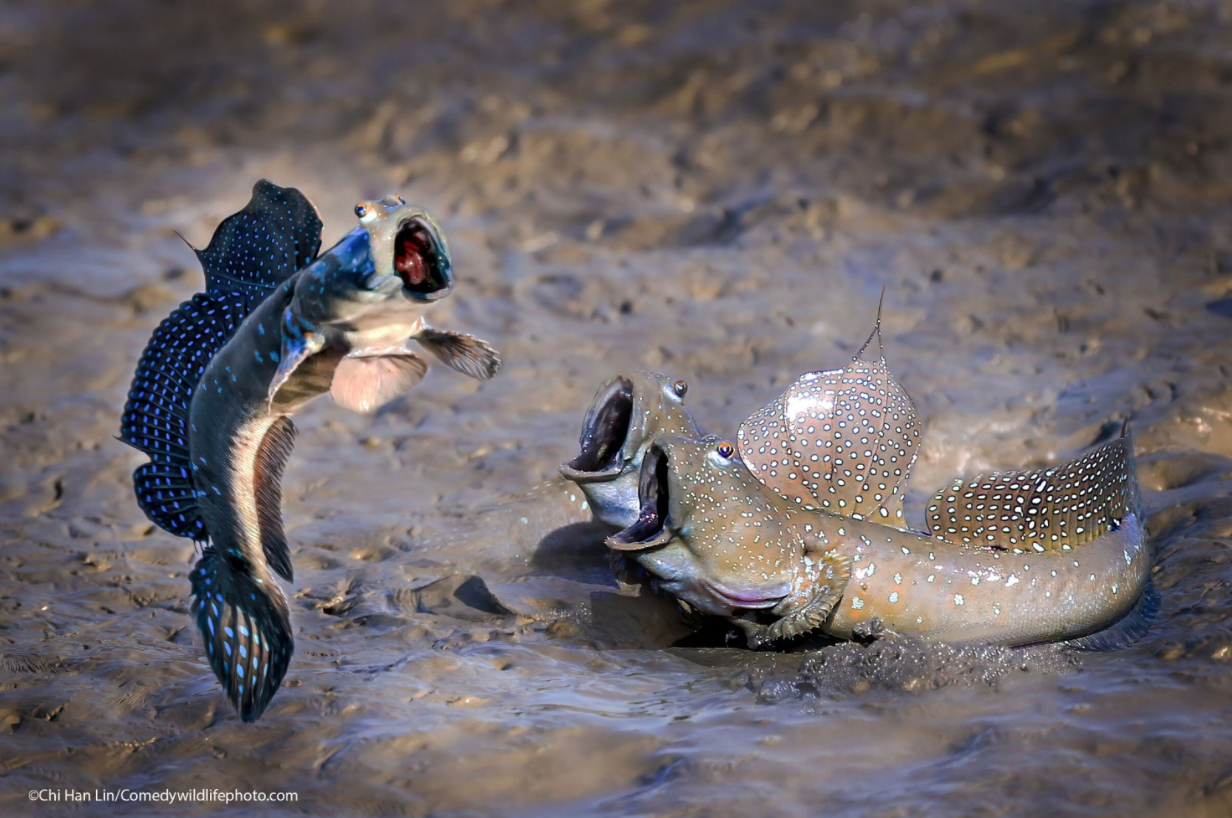a photo of three fish doing funny faces