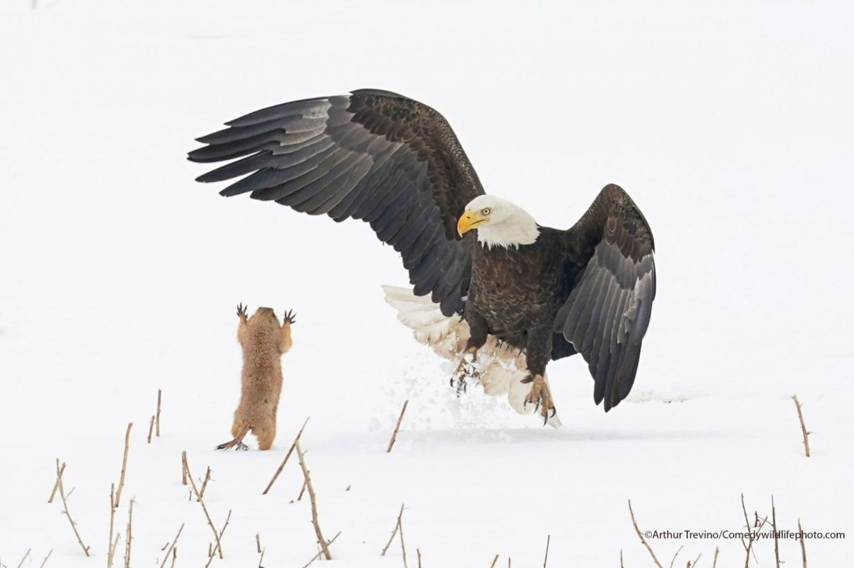 a photo of eagle and roden trying to scare each other