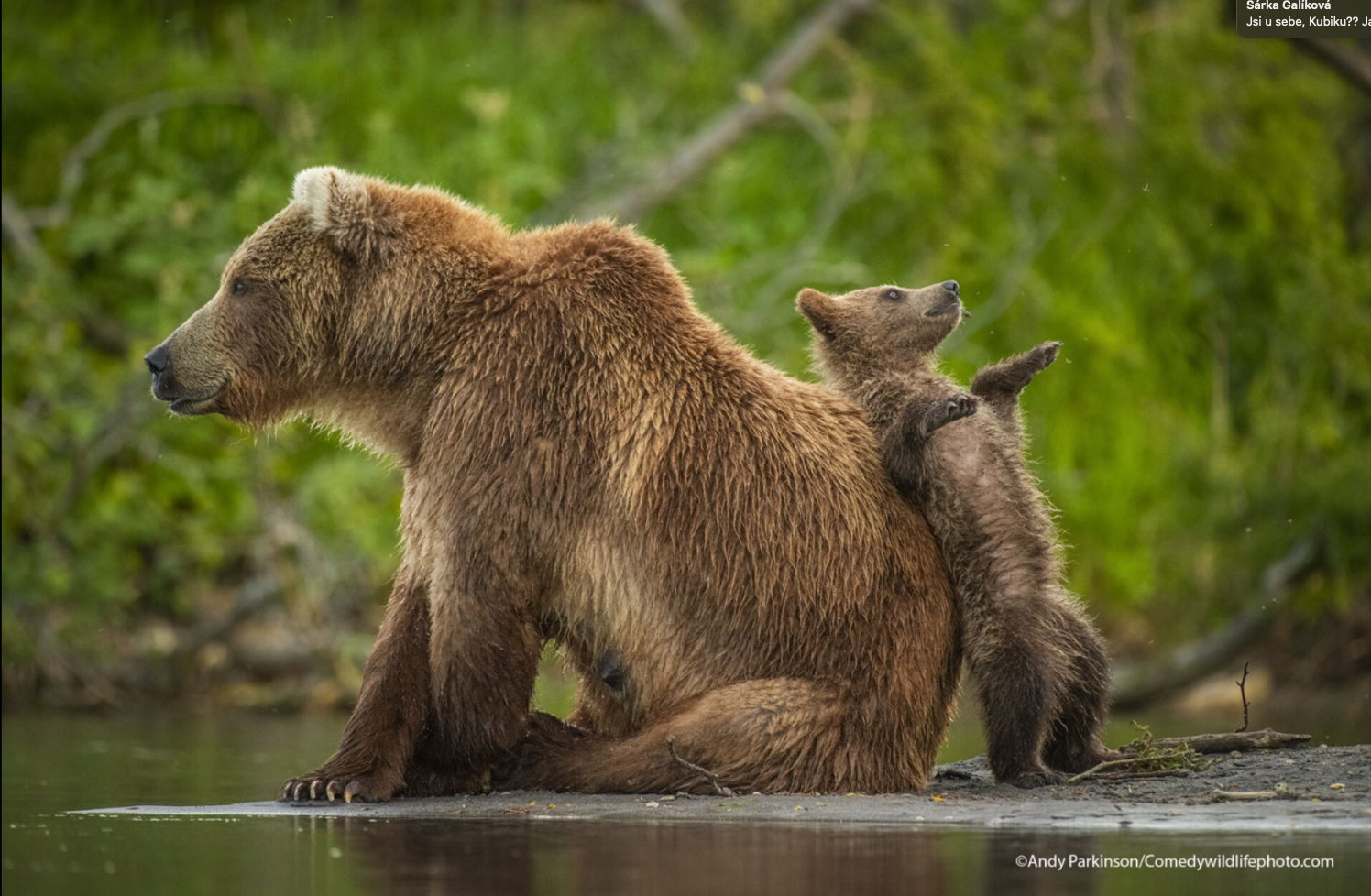 a photo of two bears schratching each others back