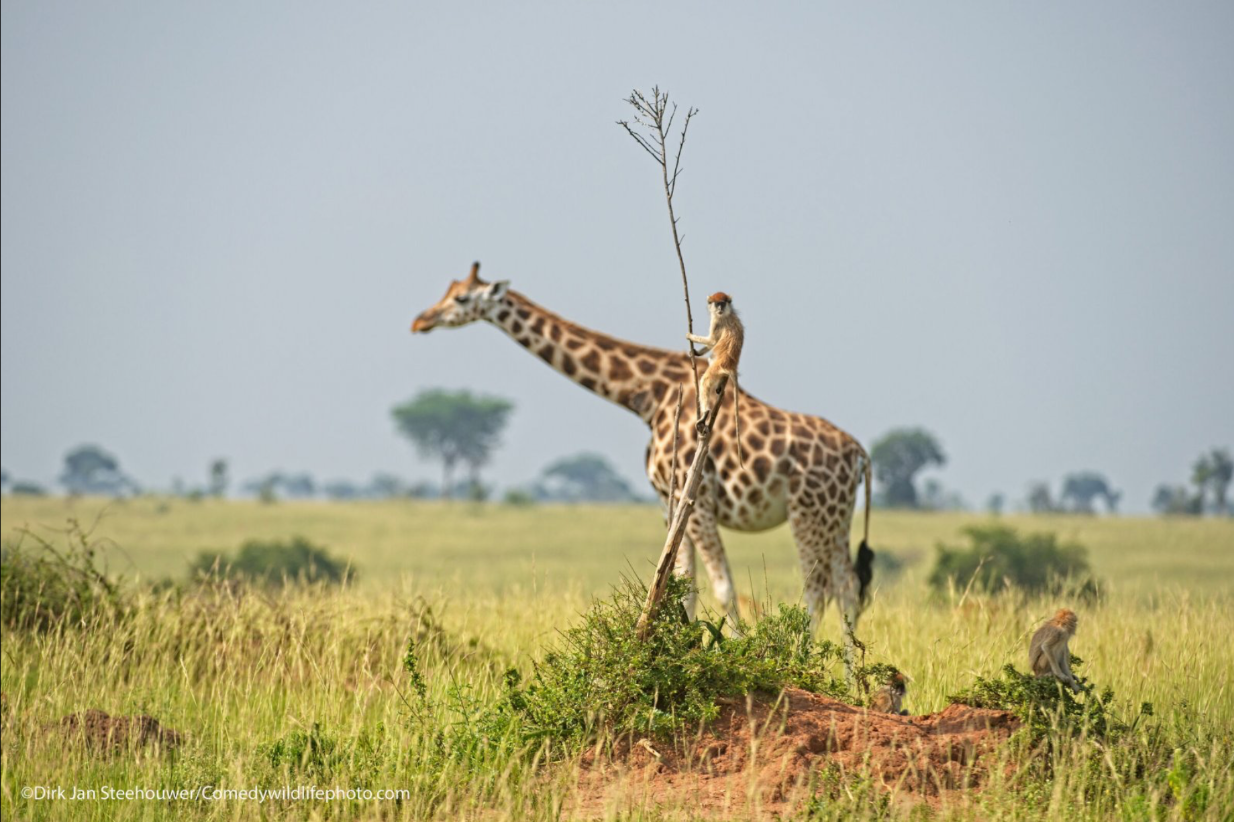 a photo of a monkey riding a giraffe