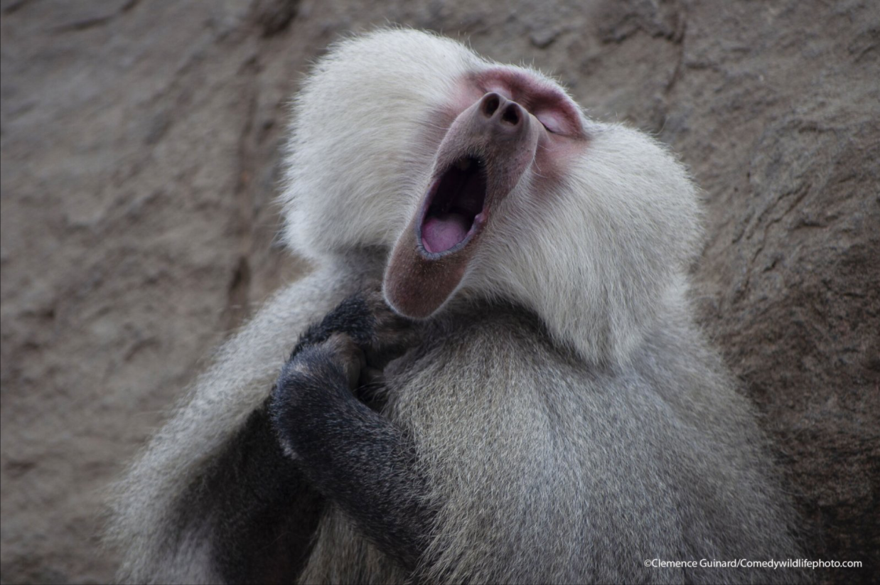 a photo of a yawning monkey