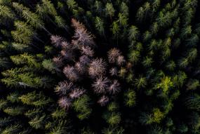 an aerial shot of a forest damaged by bark beetle