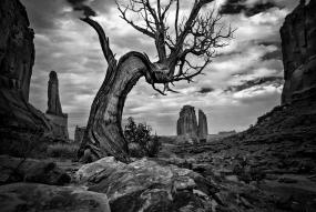a black and white photo of a leafless tree