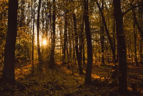 an autumn forest during a sunset