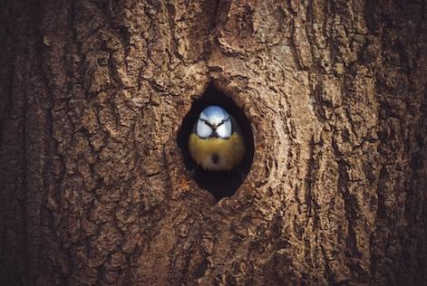 a bird in a holow tree