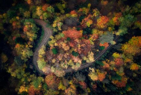 a road in a forest