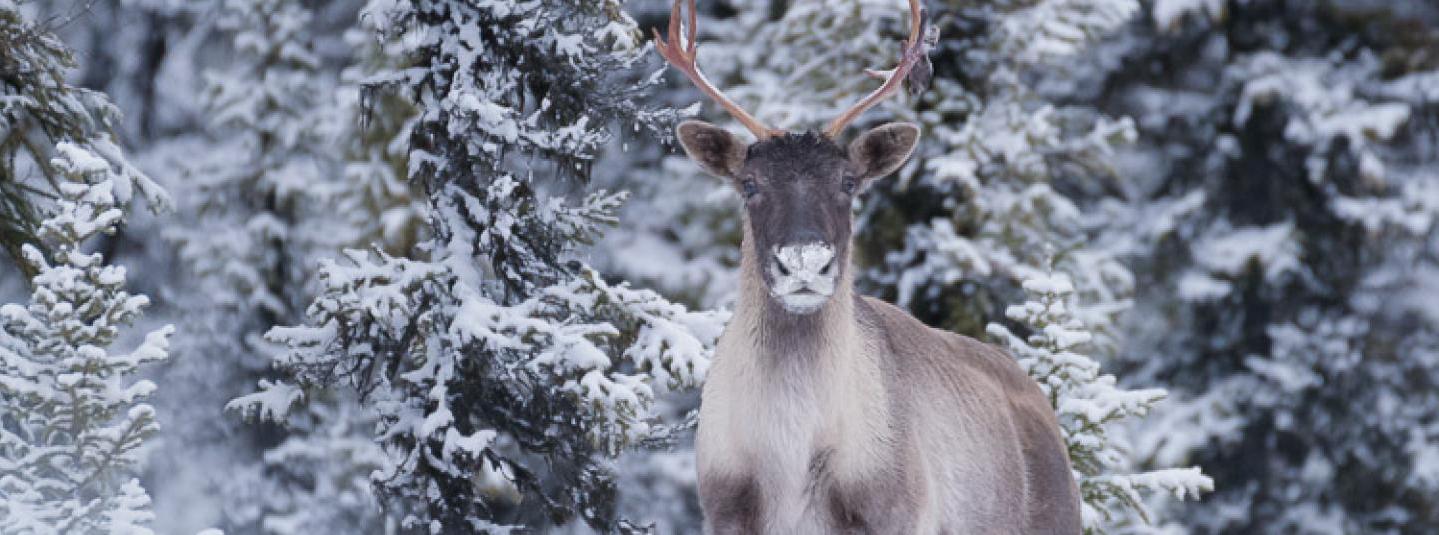 a photograph of a caribou