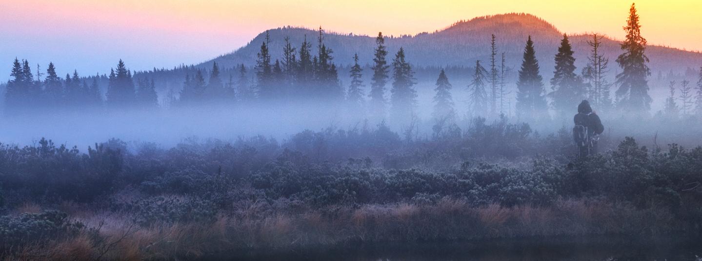 a photo of a misty forest in the sunset