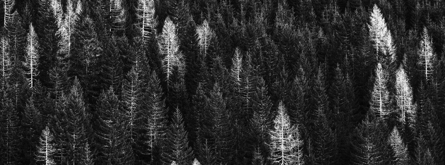a forest in black and white