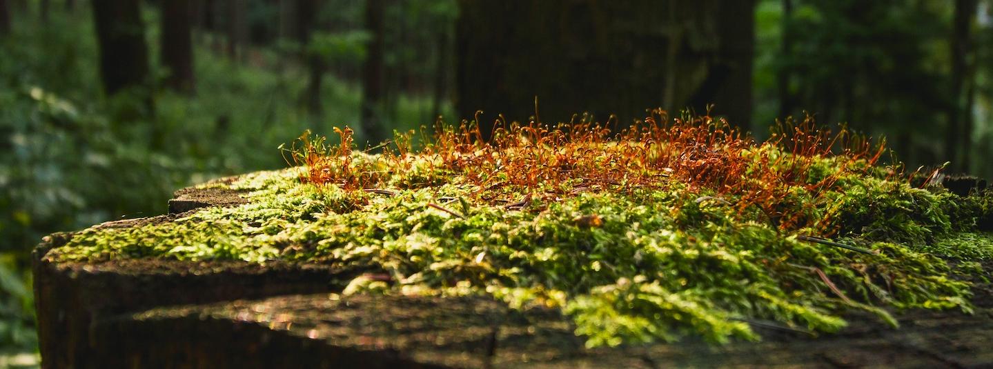 a mossy tree stump