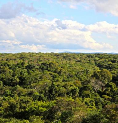 a landscape of a brazillian forest