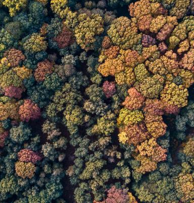 a forest from a bird's perspective
