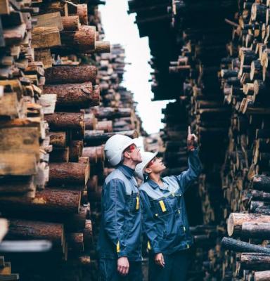 a pair of wood industry workers standing between two piles of cut wood