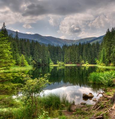 a forest with a lake