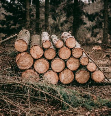 A pile of wooden logs in a forest