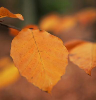 two autumn leafs on a tree branch