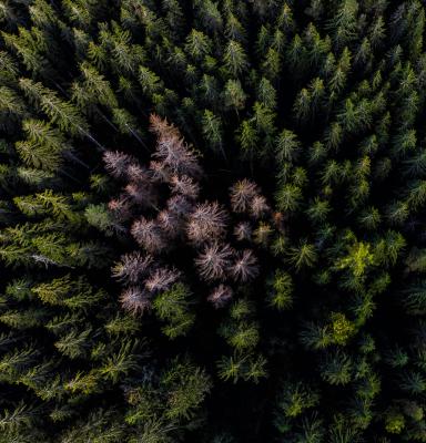 an aerial shot of a forest damaged by bark beetle