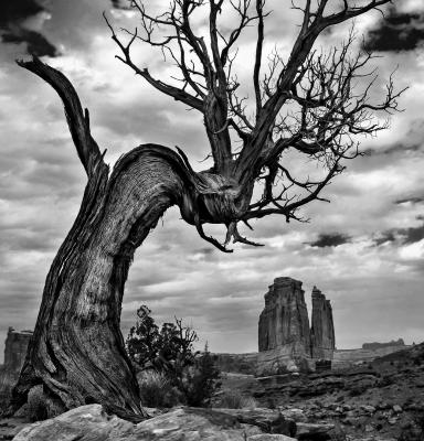 a black and white photo of a leafless tree