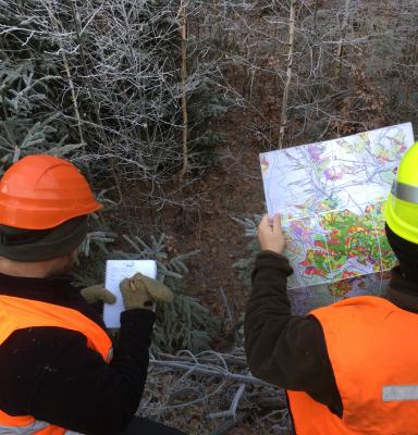 two forest auditors reading a map