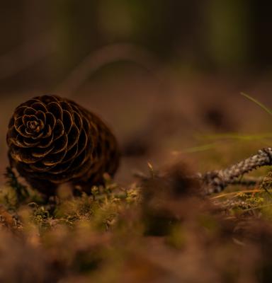 a pinecone on a forest bed