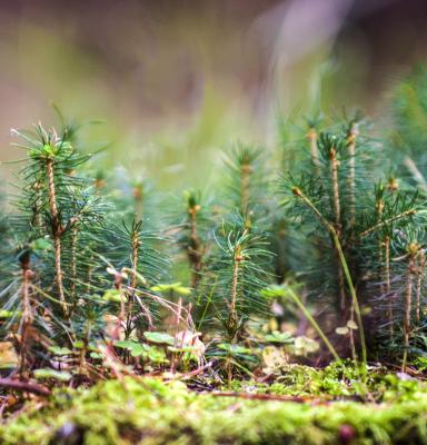 a forest made of pine twigs