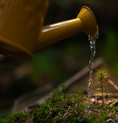 a pine twig being watered by a yellow can