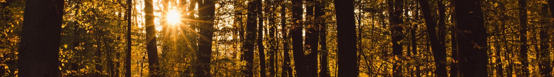 an autumn forest during a sunset