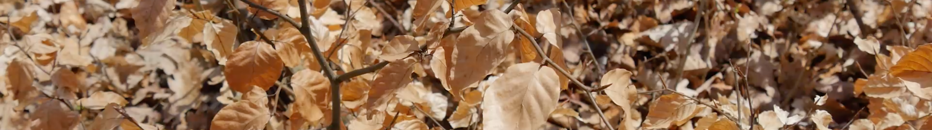 a photo of a young leaf tree bush