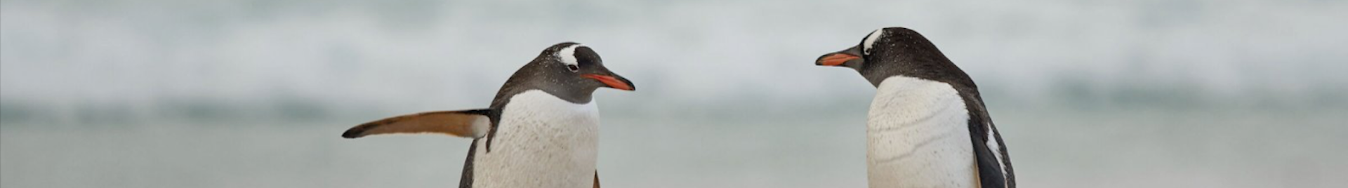 a photo of two penguins doing funny pose