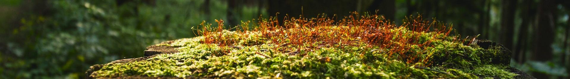 a picture of a tree stump with moss