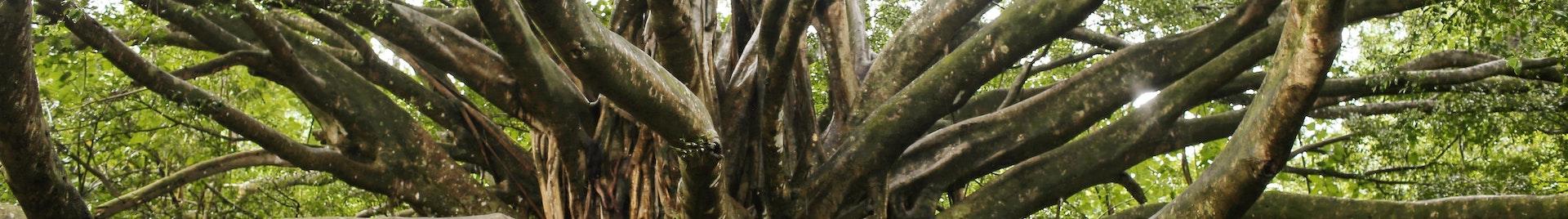 a picture of a banyan tree