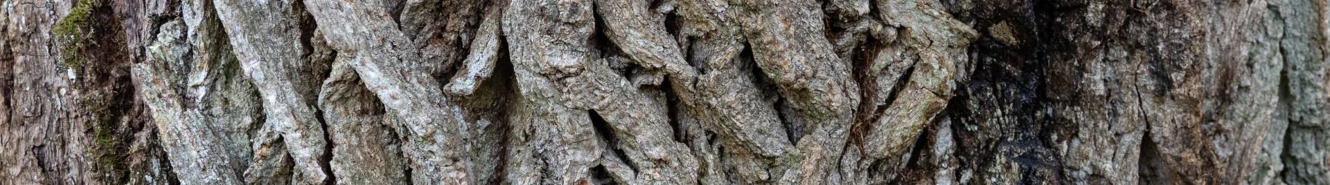 a picture of a barked tree