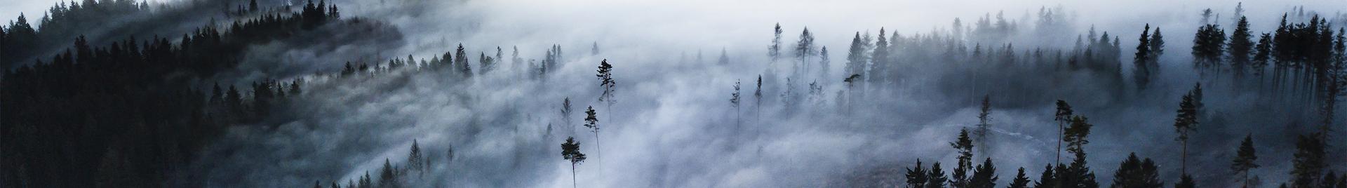a landscape of bark beetle struck forest