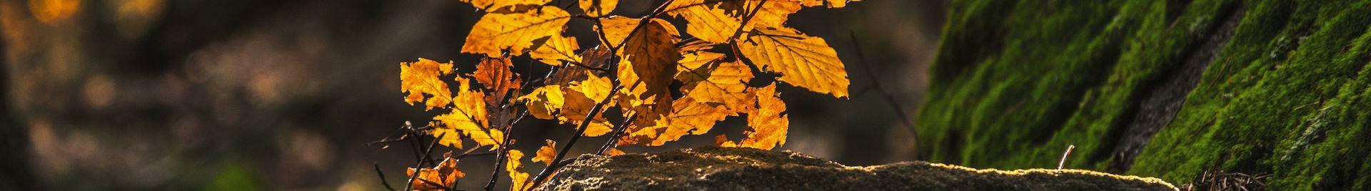 a stone with autumn leaves