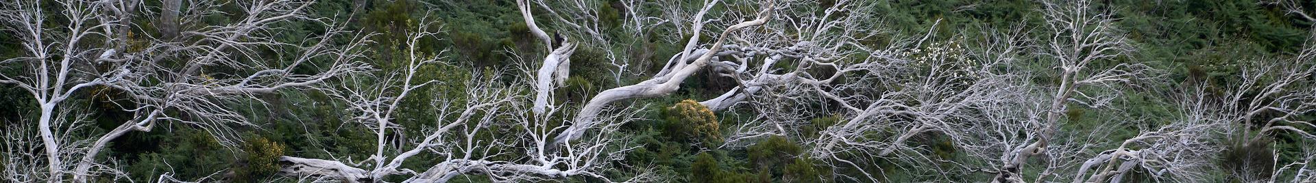 A photo of dead trees