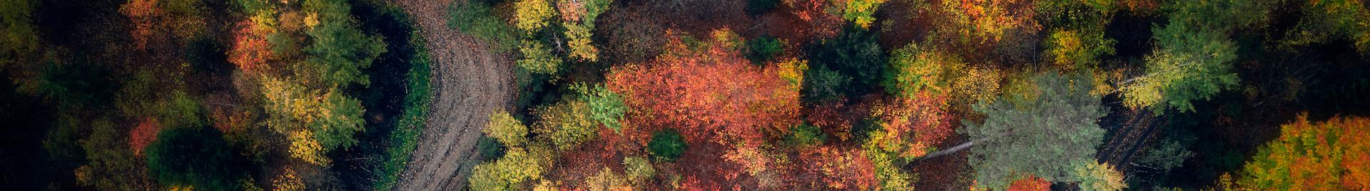 a road in a forest