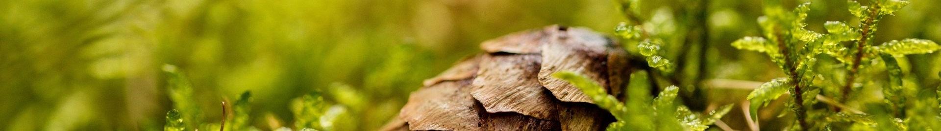 a picture of a pine cone by Václav Zbořil