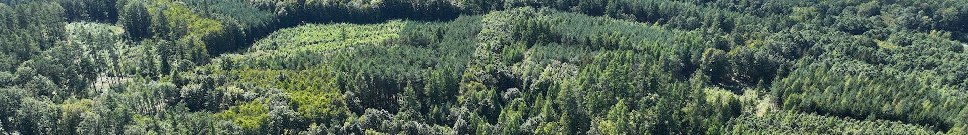 a photo of a forest landscape