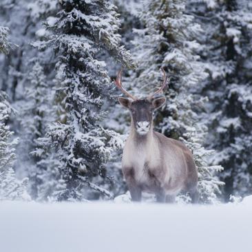 a caribou photograph