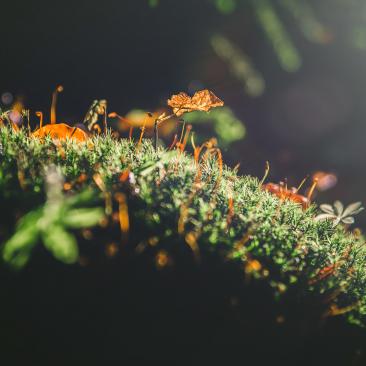 a photo of a forest moss
