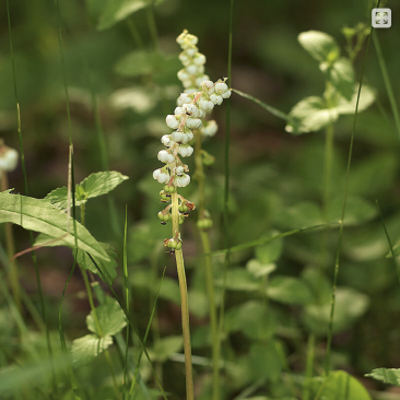 photo of a pyrola minor