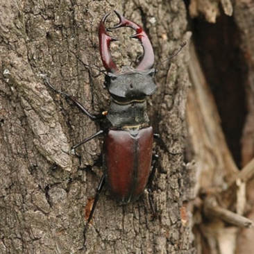 photo of a stag beetle