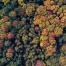 a forest from a bird's perspective