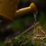 a pine twig being watered by a yellow can