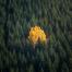 a single leafed tree surrounded by a pine forest